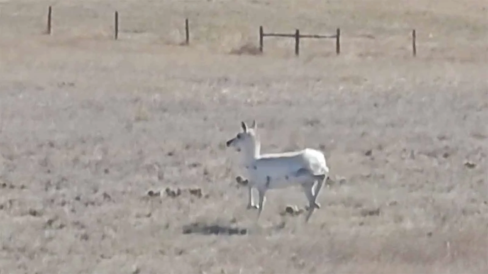 This white pronghorn was spotted on Memorial Day in Goshen County. It’s unknown whether the animal is a true albino, or if it has a recessive gene that makes its hair white. Either way, it’s incredibly rare.