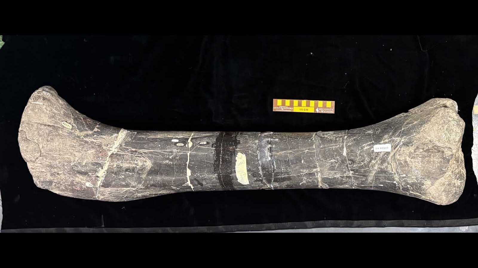 The right femur of Alcovasaurus, a Late Jurassic stegosaur found near the Alcova Reservoir. This is the only fossil of the partial skeleton found in 1907, as the rest were destroyed when a water pipe burst inside the University of Wyoming Geological Museum in the 1920s.