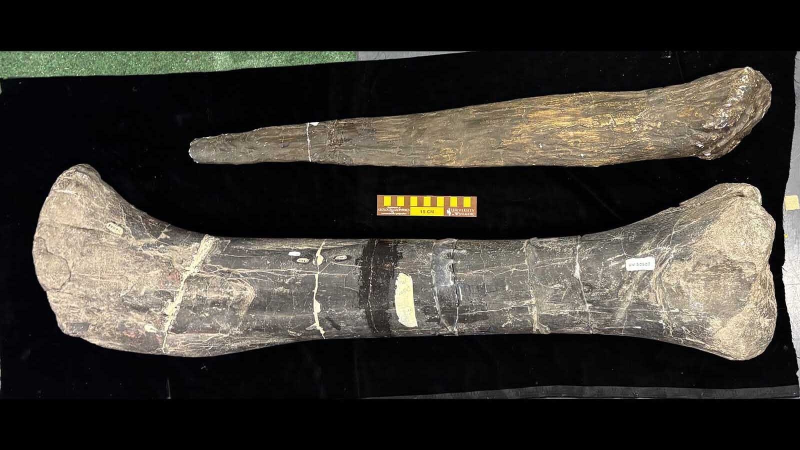 The fossilized femur and plaster tail spike of Alcovasaurus in the collections of the University of Wyoming Geological Museum. Despite over a century of searching in the Morrison Formation, and millions of Late Jurassic fossils found, this is only Alcovasaurus fossil known to exist.