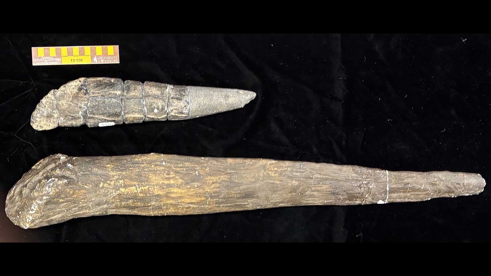 A cast of an Alcovasaurus tail spike (right) next to a fossilized Stegosaurus tail spike. Although Alcovasaurus is believed to be smaller than Stegosaurus, its tail spikes are much longer, which is one of many reasons why it's been described as a closely related but different type of dinosaur.
