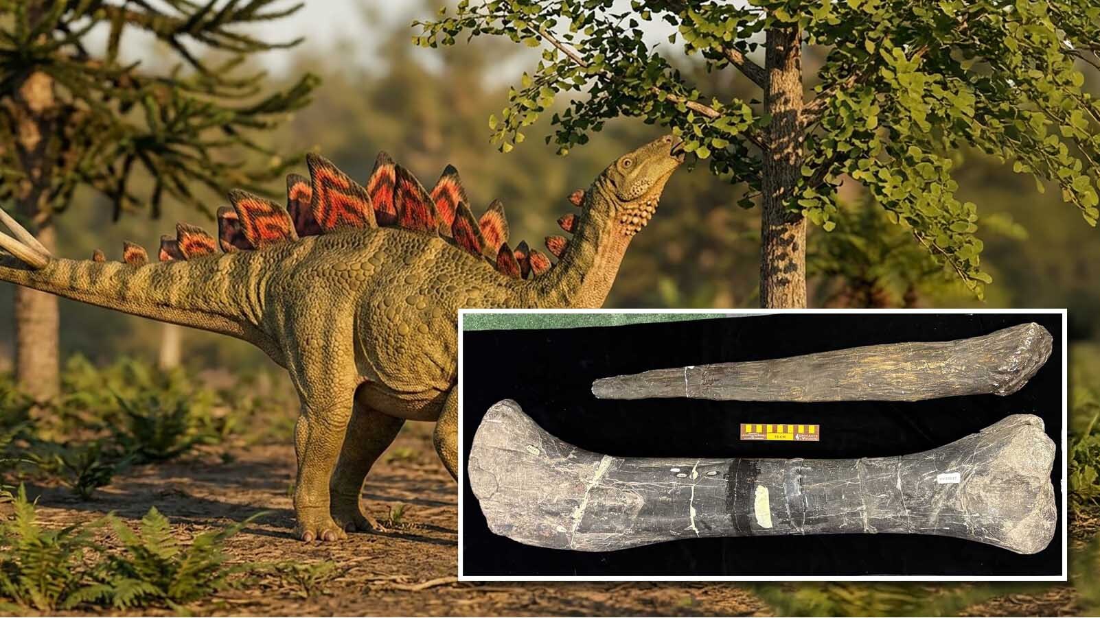 Only one specimen of Alcovasaurus has ever been found, named for the tiny Wyoming town of Alcova, where it was discovered more than 100 years ago. It almost went extinct again when a burst pipe destroyed most of the fossils at the University of Wyoming. The fossilized femur and plaster tail spike of Alcovasaurus in the collections of the University of Wyoming Geological Museum. Despite over a century of searching in the Morrison Formation, and millions of Late Jurassic fossils found, this is only Alcovasaurus fossil known to exist.