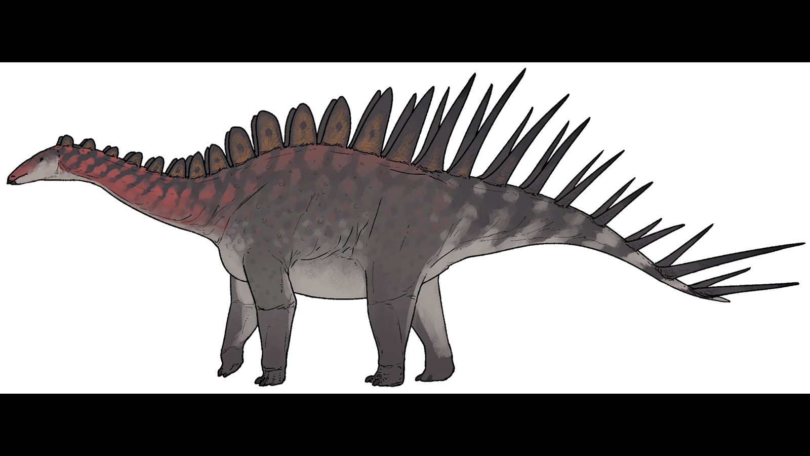 A scientific recreation of Alcovasaurus. This Late Jurassic herbivore was smaller and more spiny than its contemporary cousin, Stegosaurus, but paleontologists don't have enough fossils to know exactly how it would have looked when it was alive.