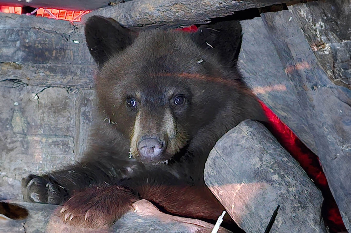 An orphaned Wyoming black bear cub named Alice was severely malnourished when she arrived at the Idaho Black Bear Rehab facility last December. Now she’s healthy, frisky and almost ready to return to Wyoming.
