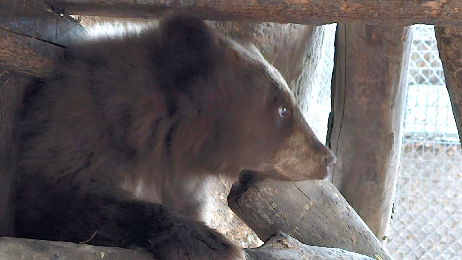 An orphaned black bear cub, “Alice,” was found in Teton County, trapped by the Wyoming Game and Fish Department and sent to the Idaho Black Bear Rehab shelter.