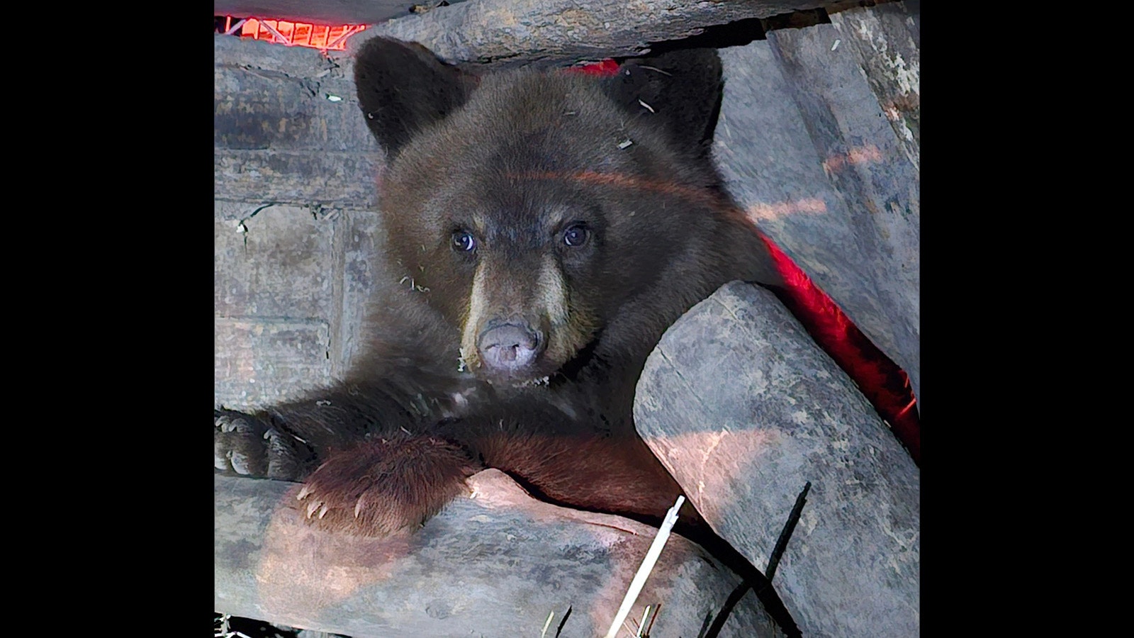 An orphaned Wyoming black bear named Alice has a good chance of survival after found apparently abandoned by her mom.