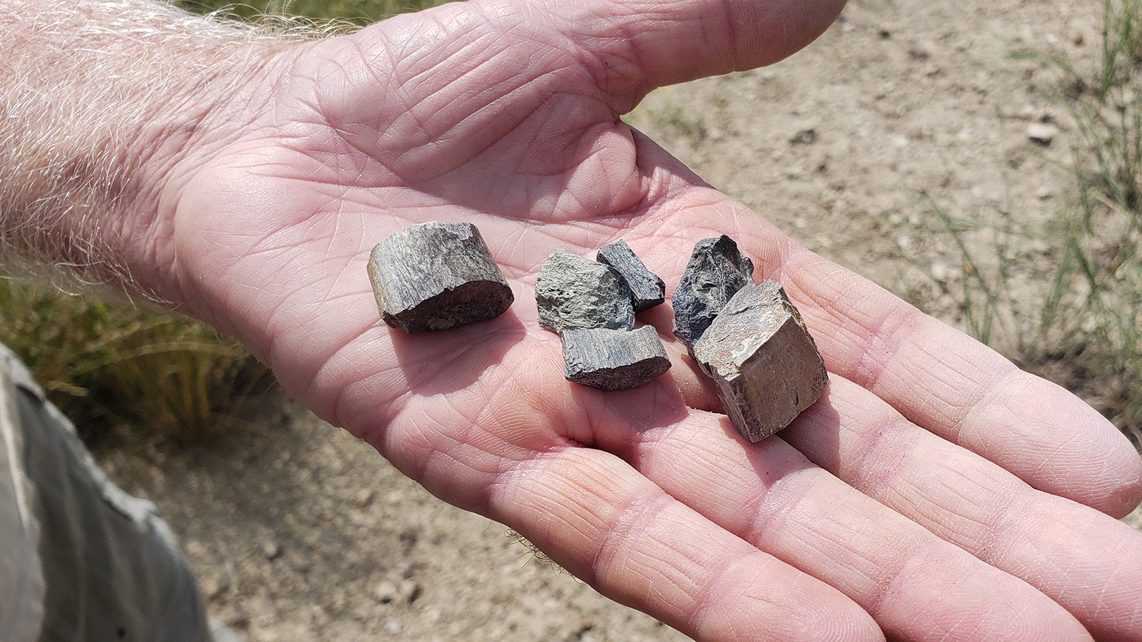 Small pieces of dinosaur bone like this are common finds at the Sheridan College quarries and are often found just lying out on the surface of the ground.