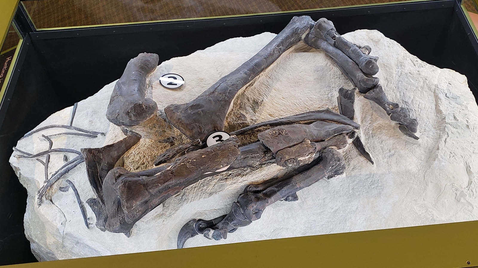 The legs of an Allosaurus found in Wyoming's Jurassic Mile are on display at The Children's Museum of Indianapolis.