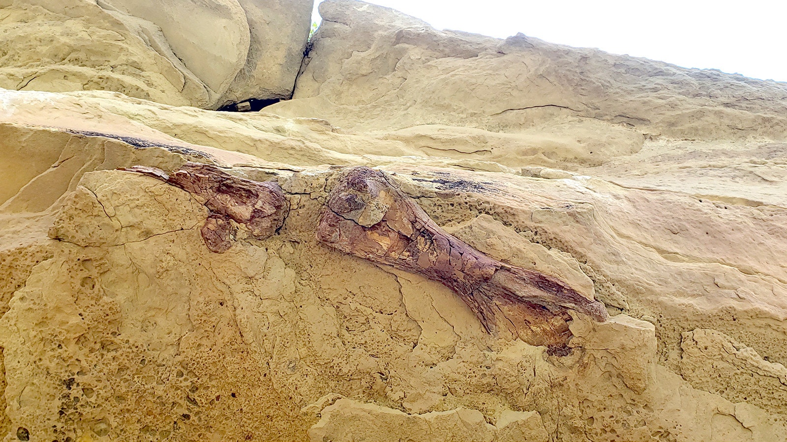 These dinosaur bones lie overhead beneath a ledge that's accessed by walking single-file along a narrow ledge below.
