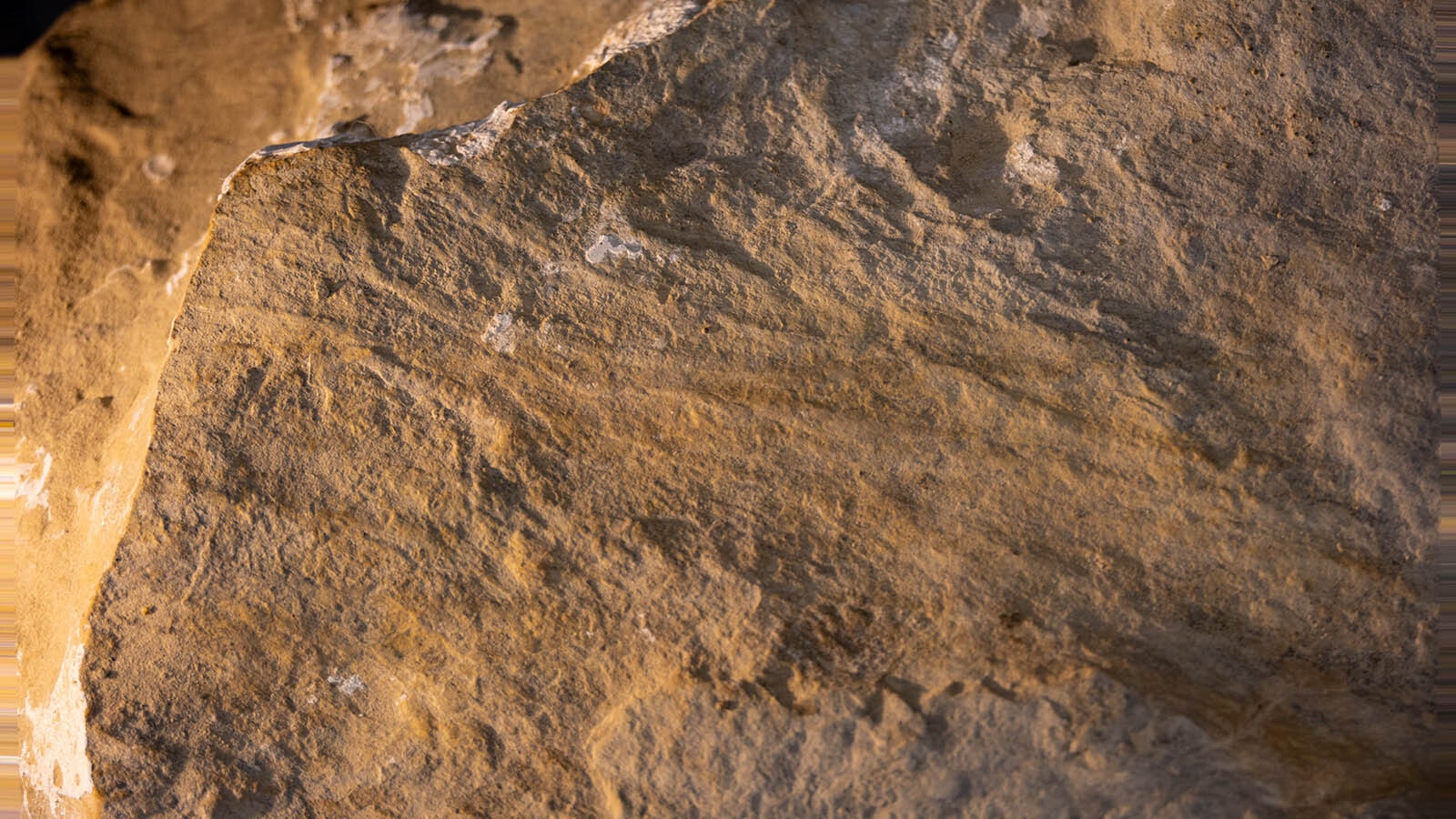 Allosaurus skin impression preserved in the sandstone from the "Jurassic Mile" near Lovell. Laura Rooney, curator of paleontology at the Children's Museum of Indianapolis, said skin impressions have been found along the right side of the articulated skeleton they've been excavating. It is currently being prepared in Indianapolis.