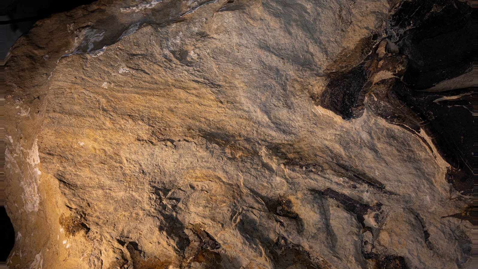 Allosaurus skin impression preserved in the sandstone from the "Jurassic Mile" near Lovell. Laura Rooney, curator of paleontology at the Children's Museum of Indianapolis, said skin impressions have been found along the right side of the articulated skeleton they've been excavating. It is currently being prepared in Indianapolis.