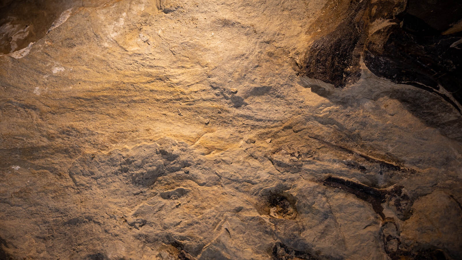 Allosaurus skin impression preserved in the sandstone from the "Jurassic Mile" near Lovell. Laura Rooney, curator of paleontology at the Children's Museum of Indianapolis, said skin impressions have been found along the right side of the articulated skeleton they've been excavating. It is currently being prepared in Indianapolis.