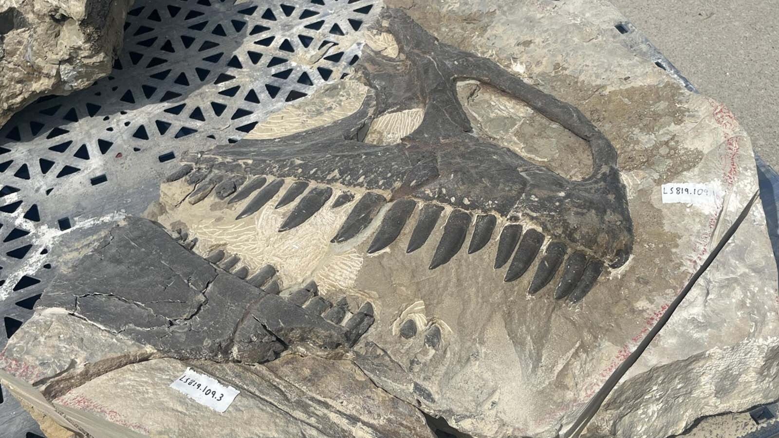 The right side of an Allosaurus skull still embedded in sandstone from the Jurassic Mile near Lovell. Jorge Plata and Rachel Gray, fossil preparators at the Children's Museum of Indianapolis, have spent the last year slowly etching away at the rock to expose the jet-black bones from the snout of this 150-million-year-old dinosaur from Wyoming.