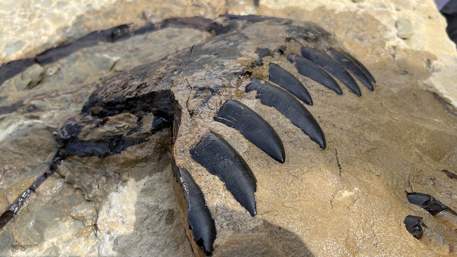 The premaxilla, or front of the snout, from the articulated Allosaurus discovered by paleontologists at the Children's Museum of Indianapolis. The jet-black color is the fossilized enamel on the surface of the Late Jurassic carnivore's serrated teeth.