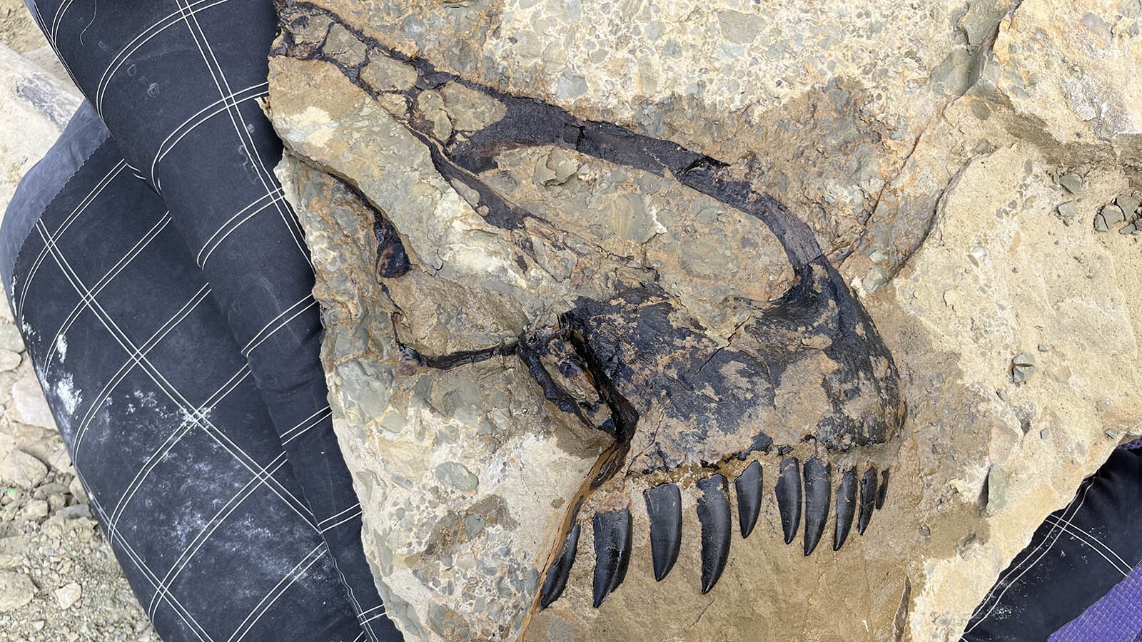 The premaxilla, or front of the snout, from the articulated Allosaurus discovered by paleontologists at the Children's Museum of Indianapolis. The jet-black color is the fossilized enamel on the surface of the Late Jurassic carnivore's serrated teeth.