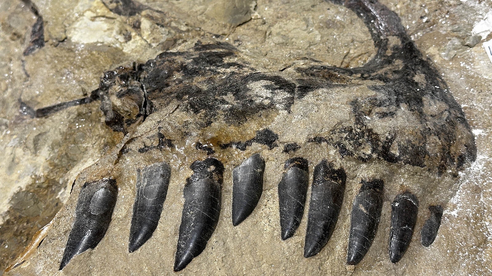 The premaxilla, or front of the snout, from the articulated Allosaurus discovered by paleontologists at the Children's Museum of Indianapolis. The jet-black color is the fossilized enamel on the surface of the Late Jurassic carnivore's serrated teeth.