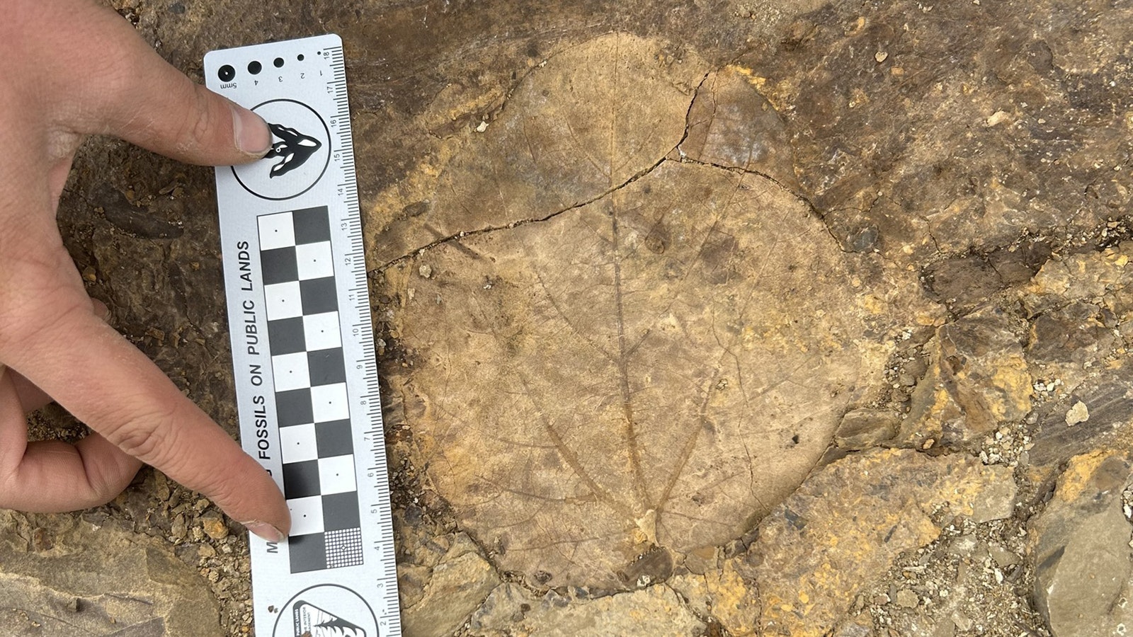 A large fossil flowering plant leaf from the Almond Formation in Wyoming.