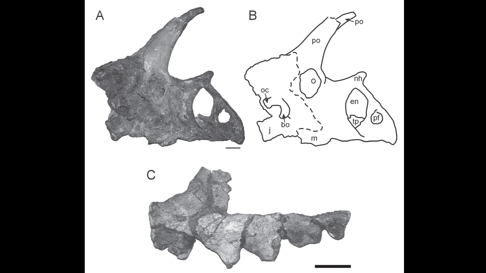 The skull of an unidentified horned dinosaur from the Almond Formation of Wyoming. Legendary paleontologist Barnum Brown collected this partial skull in the 1930s, and it's now in the paleontology collections at the American Museum of Natural History in New York.