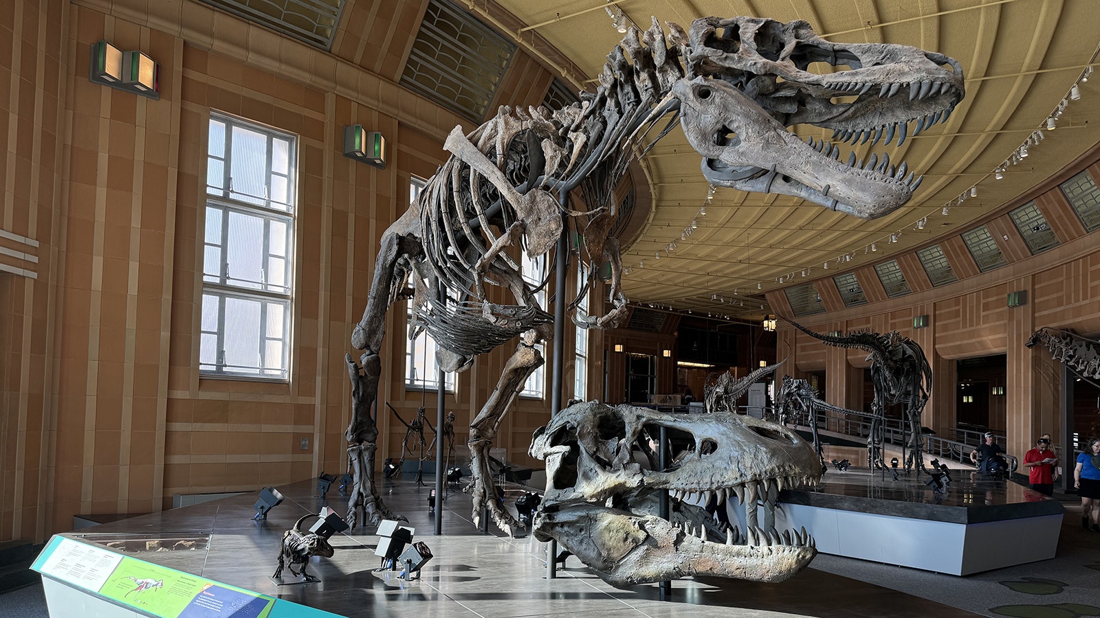 A Daspletosaurus skeleton from Montana on display at the Cincinnati Museum Center. Daspletosaurus, a smaller ancestor of Tyrannosaurus rex (the skull underneath the skeleton), lived during the Late Cretaceous Period, which means fossils of it or a closely related tyrannosaur could be found in the Wyoming-exclusive Almond Formation.