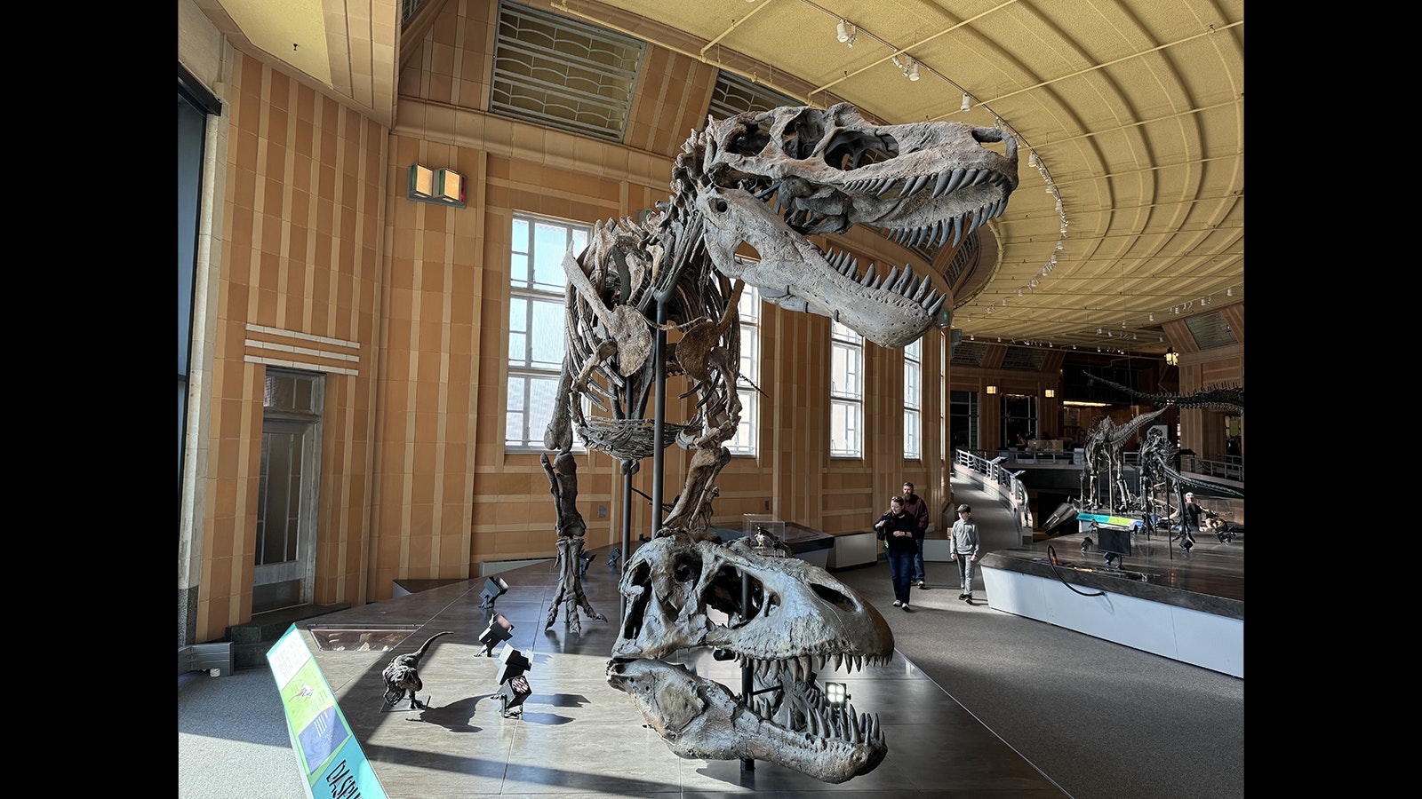 A Daspletosaurus skeleton from Montana on display at the Cincinnati Museum Center. Daspletosaurus, a smaller ancestor of Tyrannosaurus rex (the skull underneath the skeleton), lived during the Late Cretaceous Period, which means fossils of it or a closely related tyrannosaur could be found in the Wyoming-exclusive Almond Formation.