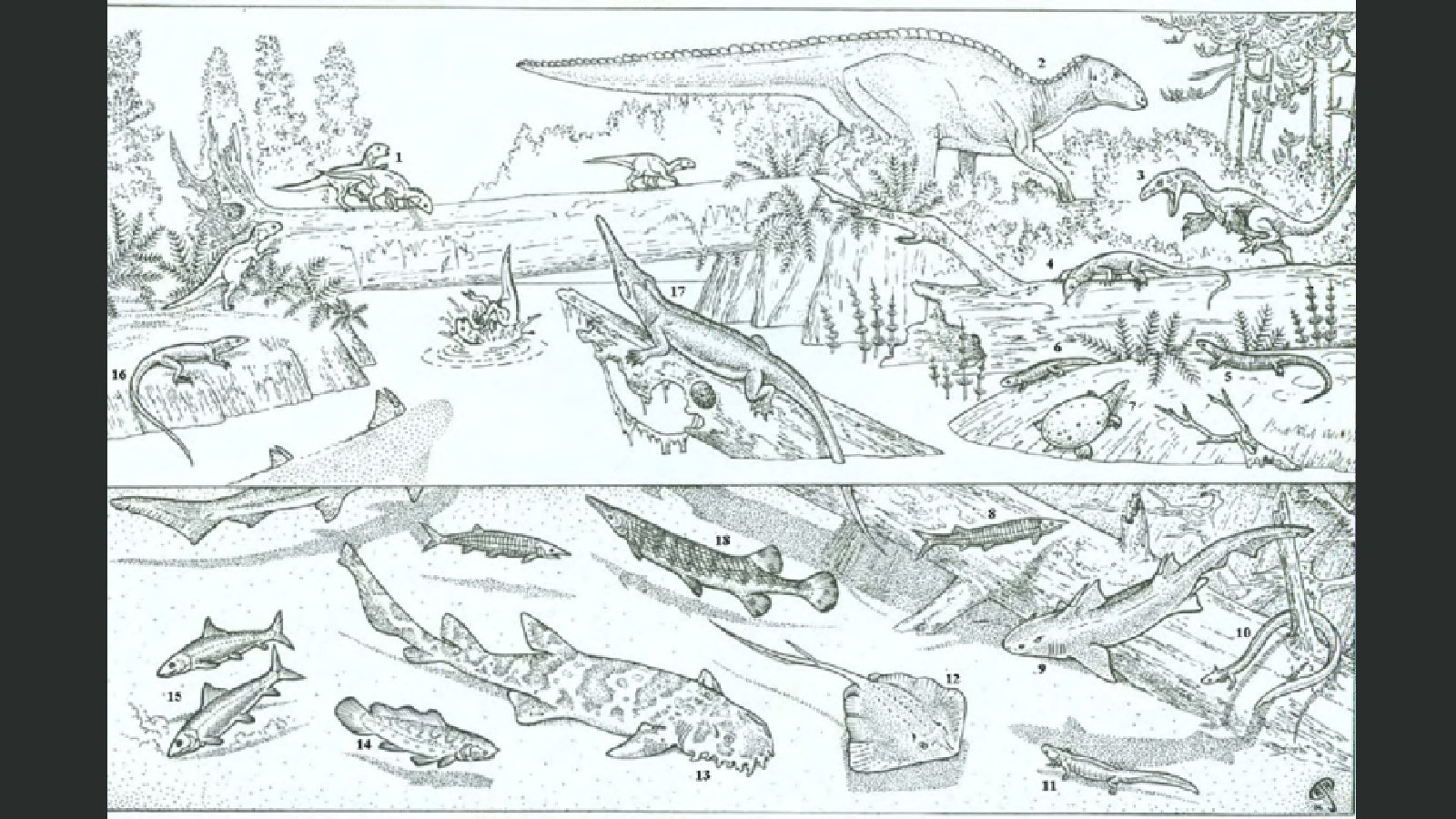 A depiction of the animals known from Wyoming fossils found in the Mesaverde Formation. The Almond Formation is part of the Mesaverde Group, a series of rock formations from the Late Cretaceous Period. Fossils from the Almond Formation may come from the same flora and fauna depicted here.