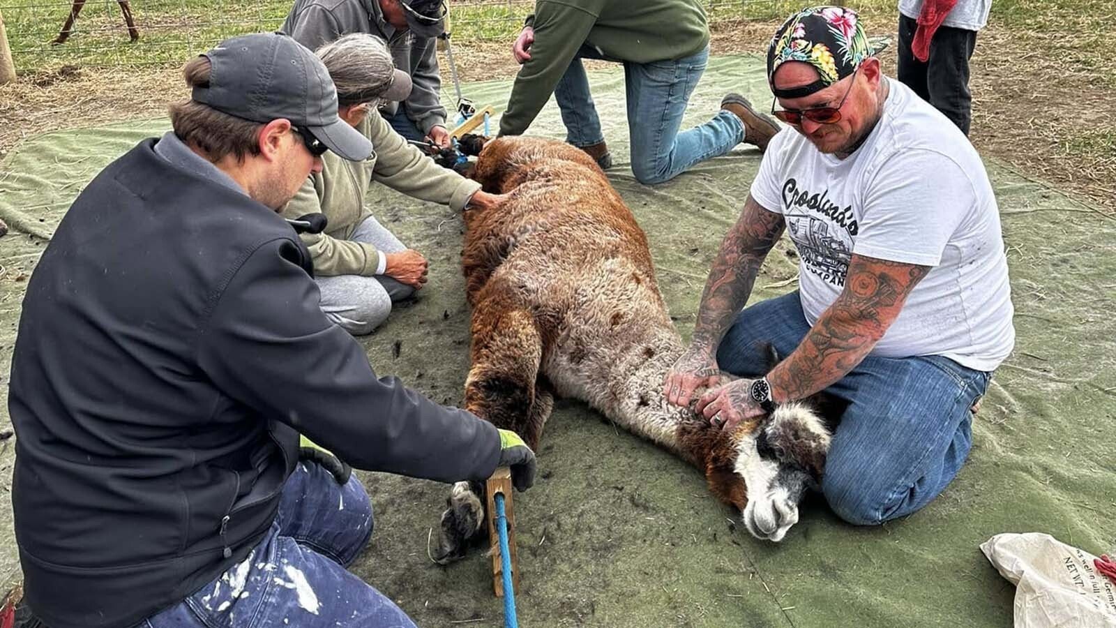 A Gillette couple enjoys raising alpacas, a challenging line of work given their stubbornness and tendency to spit and kick when cornered. That’s especially true on shearing day, which happens once a year.