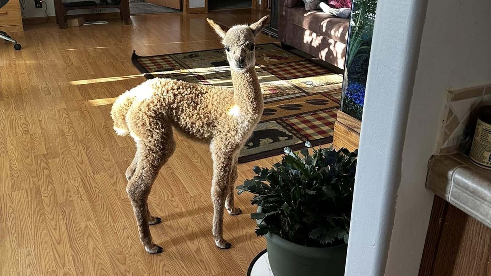 A Gillette couple enjoys raising alpacas, a challenging line of work given their stubbornness and tendency to spit and kick when cornered. That’s especially true on shearing day, which happens once a year.