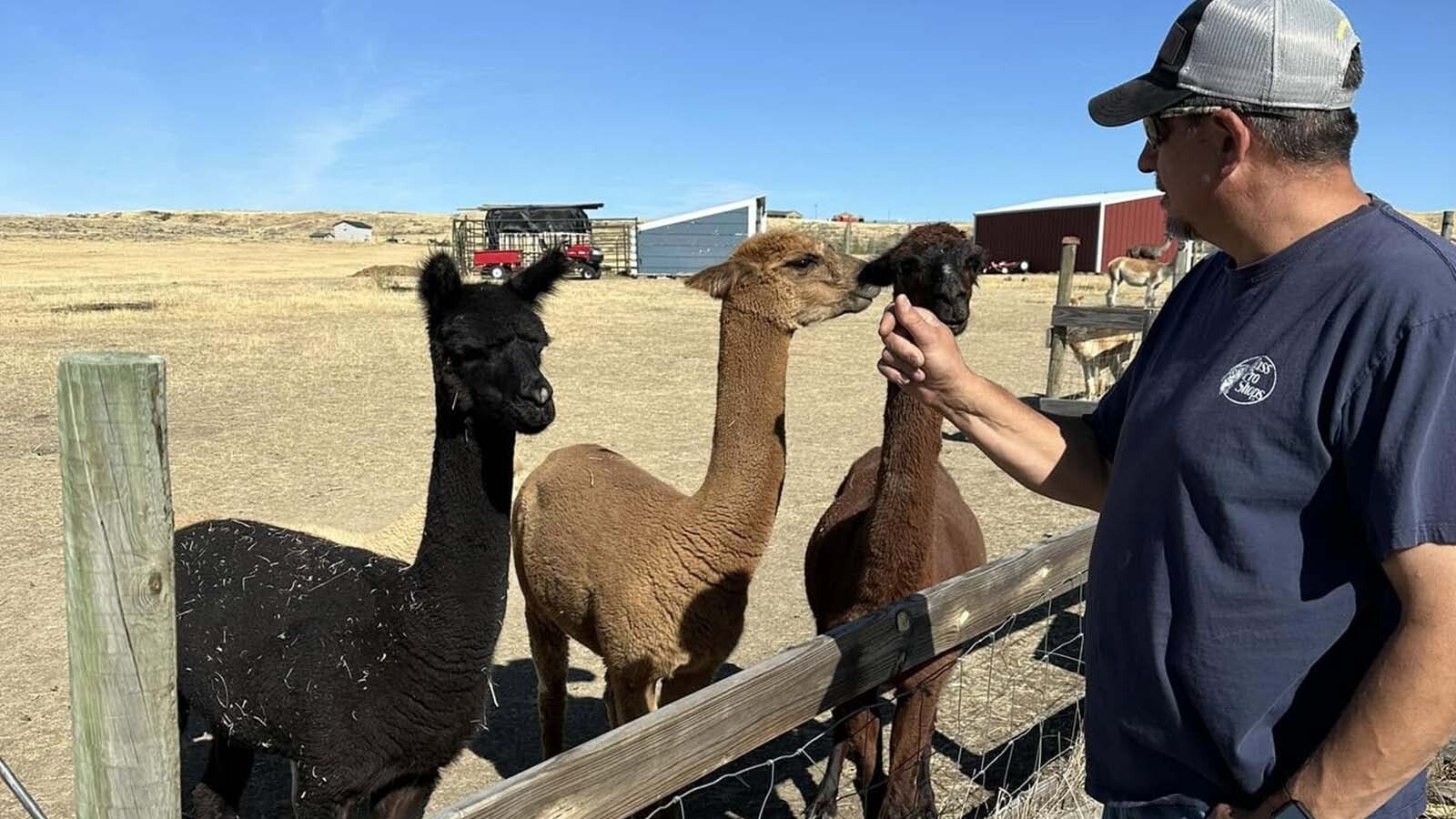 A Gillette couple enjoys raising alpacas, a challenging line of work given their stubbornness and tendency to spit and kick when cornered. That’s especially true on shearing day, which happens once a year.
