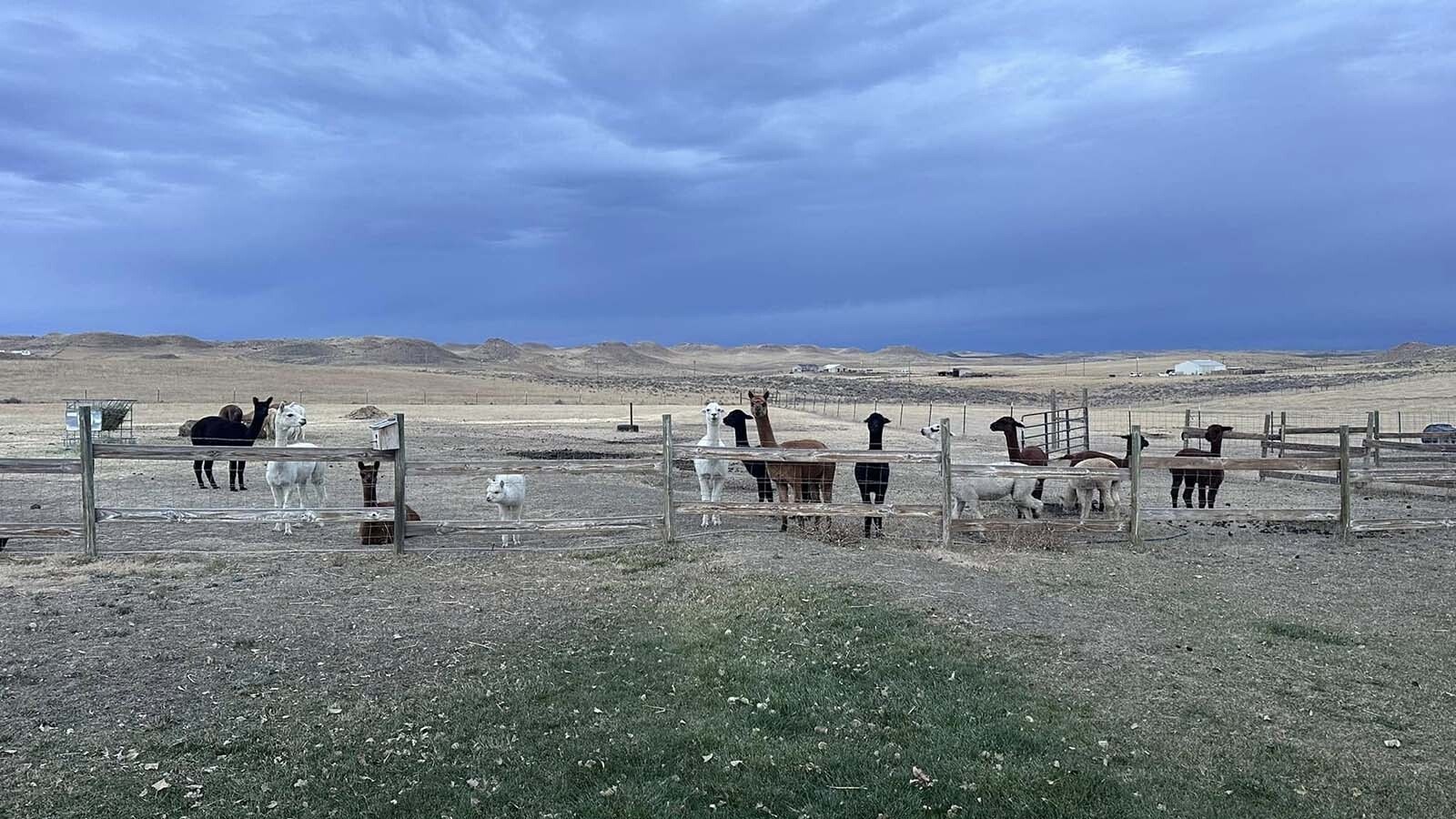 A Gillette couple enjoys raising alpacas, a challenging line of work given their stubbornness and tendency to spit and kick when cornered. That’s especially true on shearing day, which happens once a year.