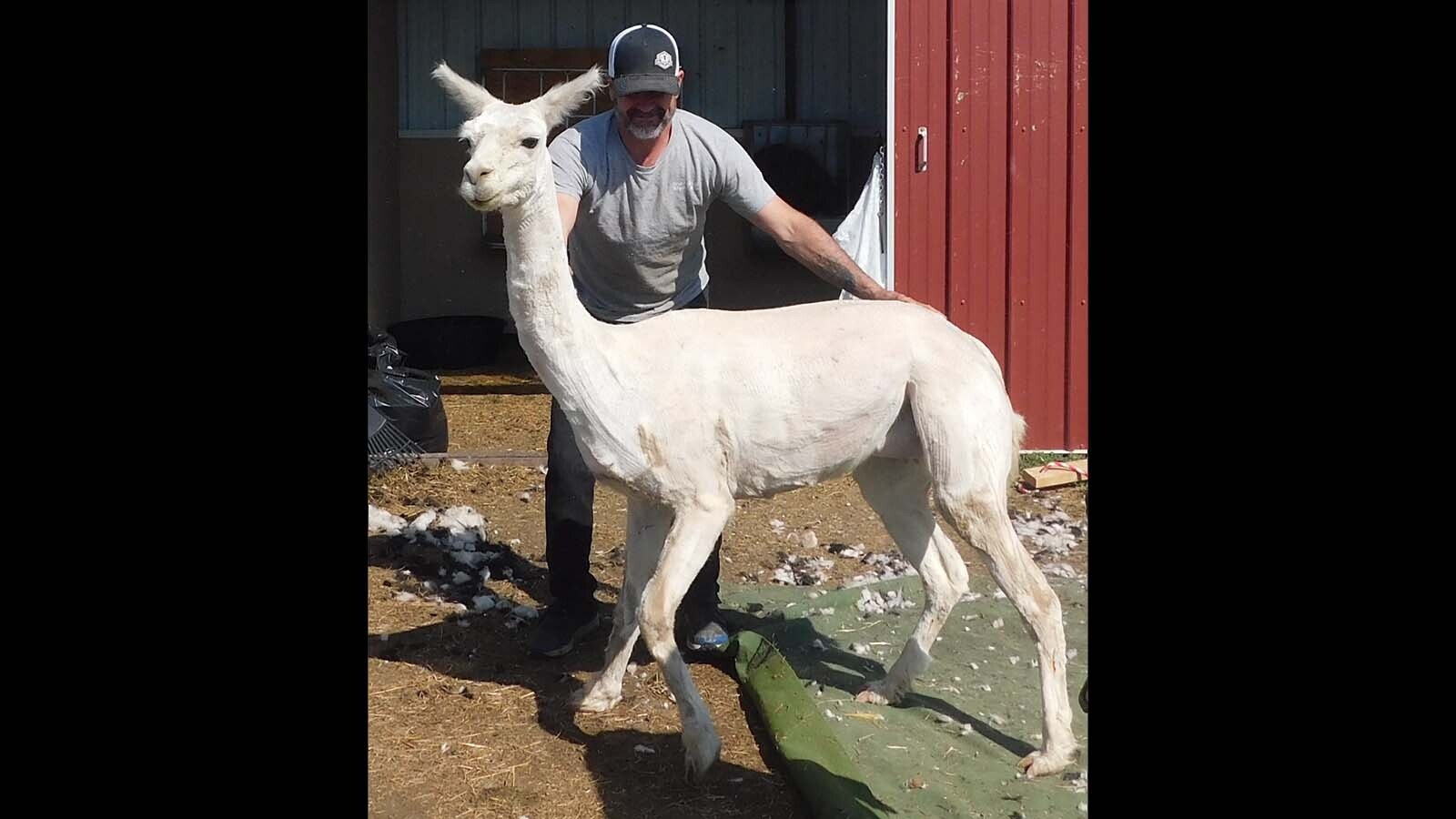 Corey Bricker sets Betty White free after being sheared.