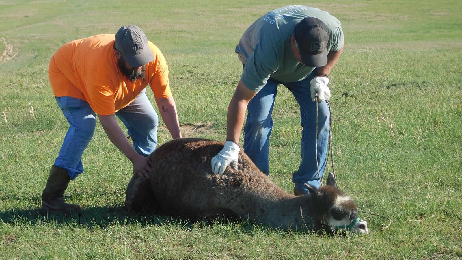 Rocky resists as owner Tri Nation and Vicente Lopez attempt to lead him to the corral.