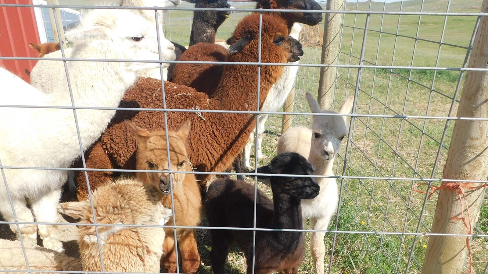The alpacas chattered and spit as they voiced their discontent for shearing day.