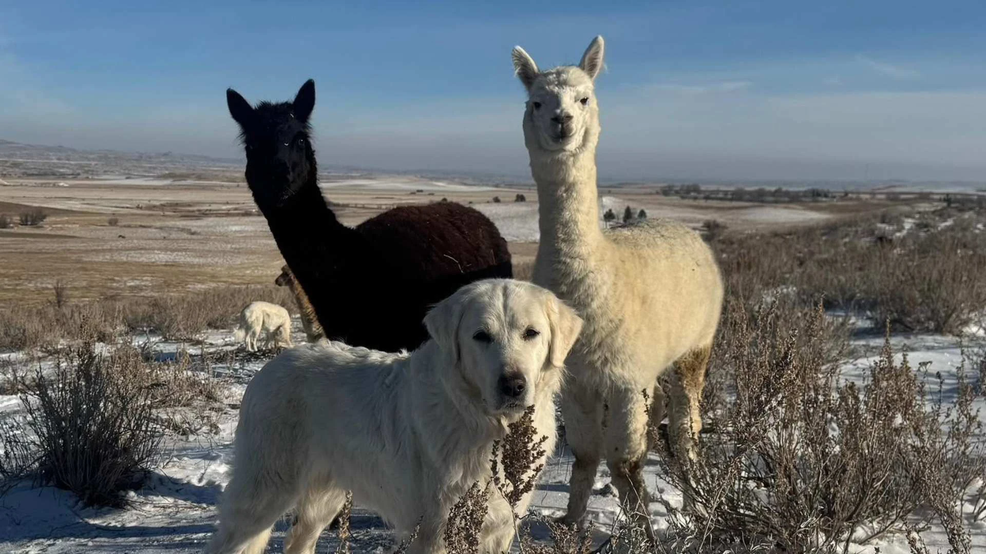 Marinn Eckendorf and her daughter, Maria, have been raising alpacas since 2005.
