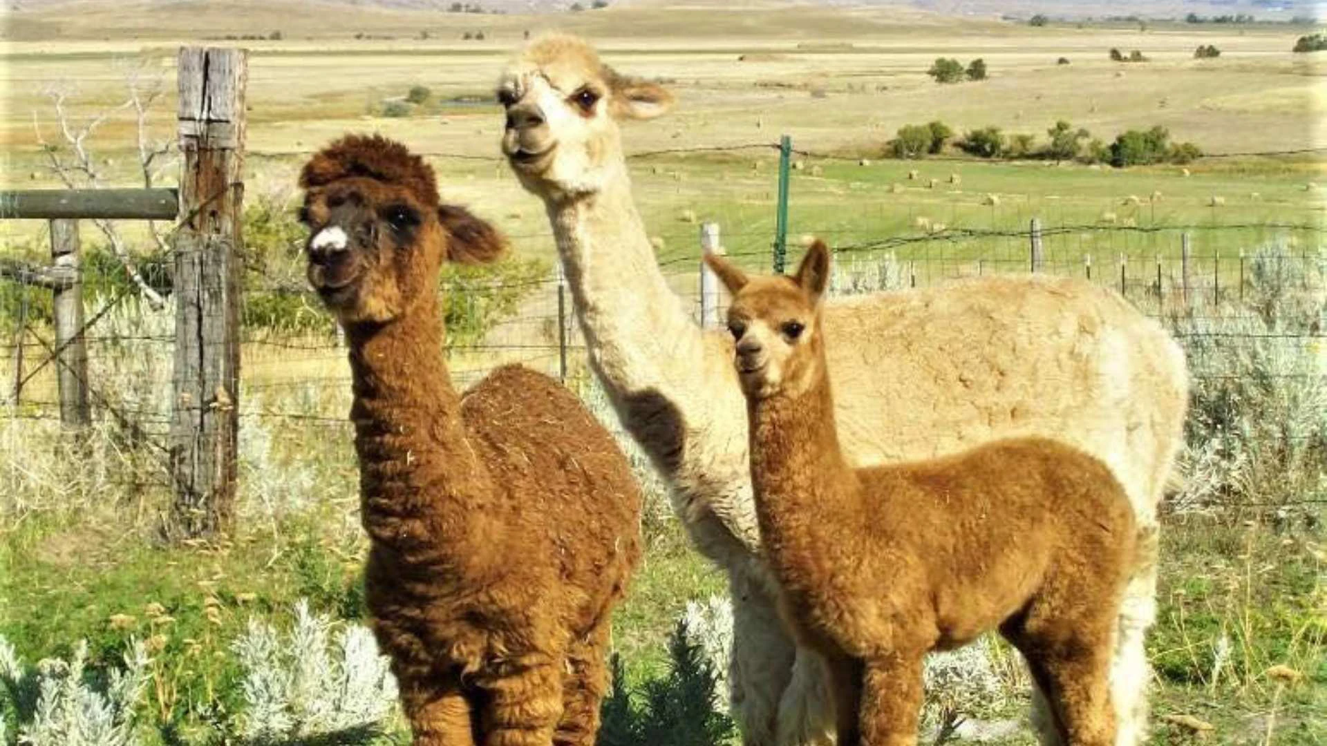 Marinn Eckendorf and her daughter, Maria, have been raising alpacas since 2005.