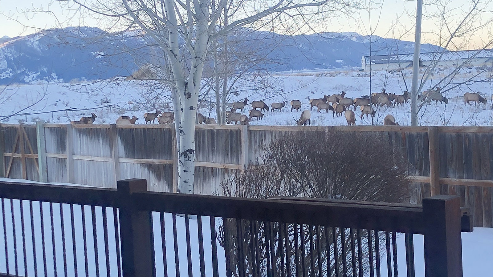 Residents in Alpine are worried that the expansion of a gravel pit on the edge of town will disrupt the migration route of the local elk herd.