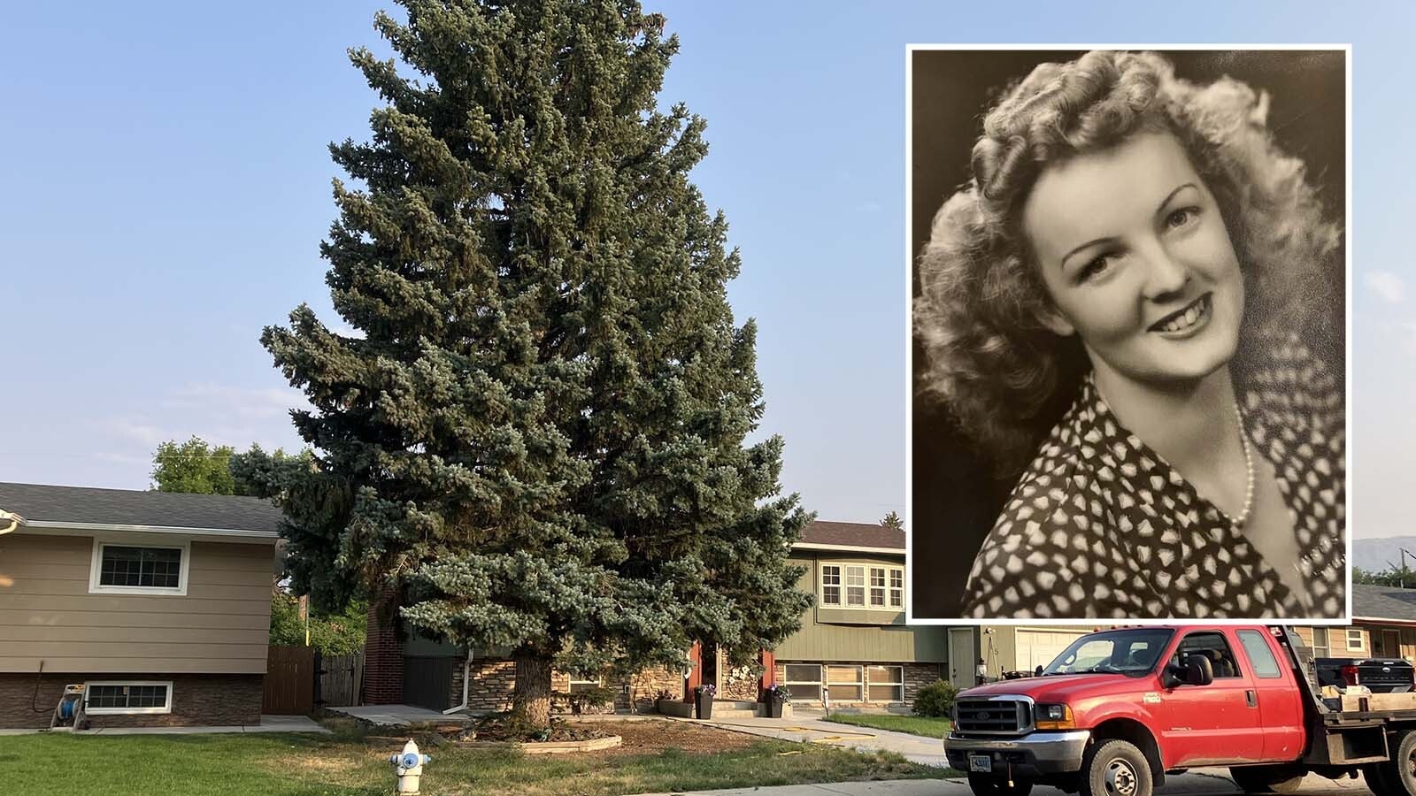 There is a tree in a Casper neighborhood with roots that run deeper than the Alzheimer’s that eventually took the woman who grew up there. They follow the memories of a mother named Maxine who never gave up on the tree or on life.