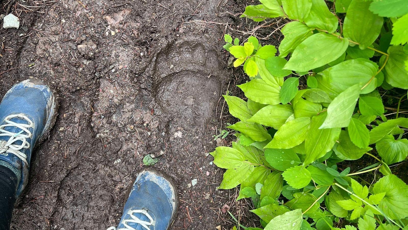 Hiker Amanda Wylie of Queens, New York found these grizzly tracks in Glacier National Park just before having an arm’s-length encounter with the bear.