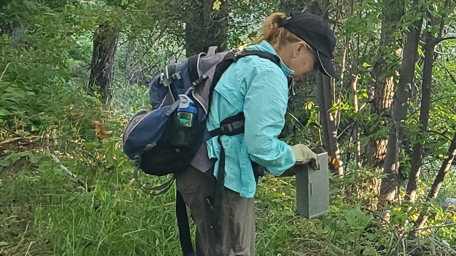 Wildlife biologist Amber Travsky checks traps while doing a survey for Preble's meadow jumping mice in August.