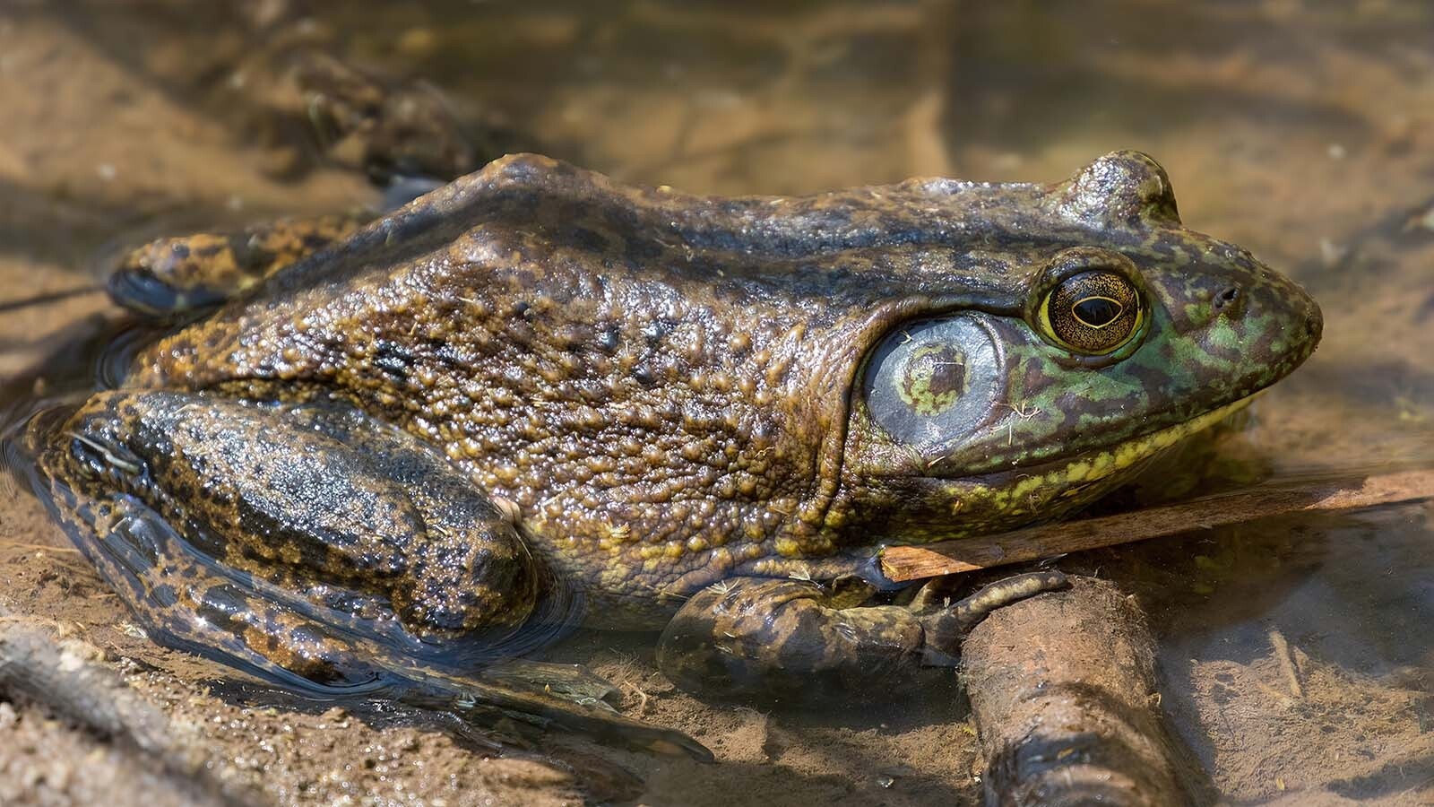 Bullfrogs are an invasive species in Wyoming and across the West.