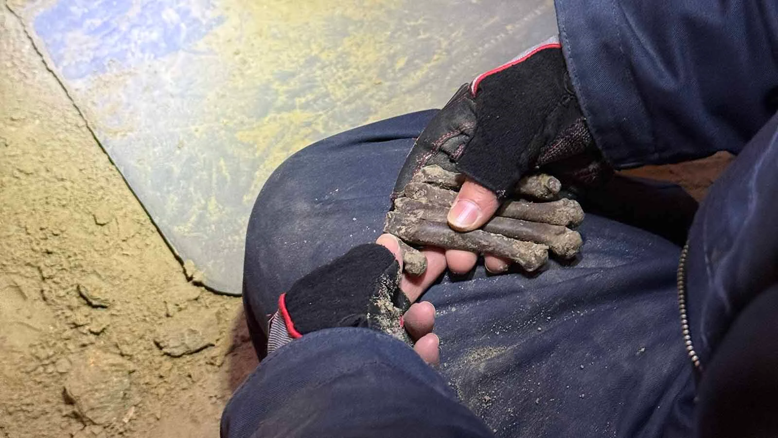A fully articulated Miracinonyx “hand” (all five metacarpals, without toes) excavated in 2025.