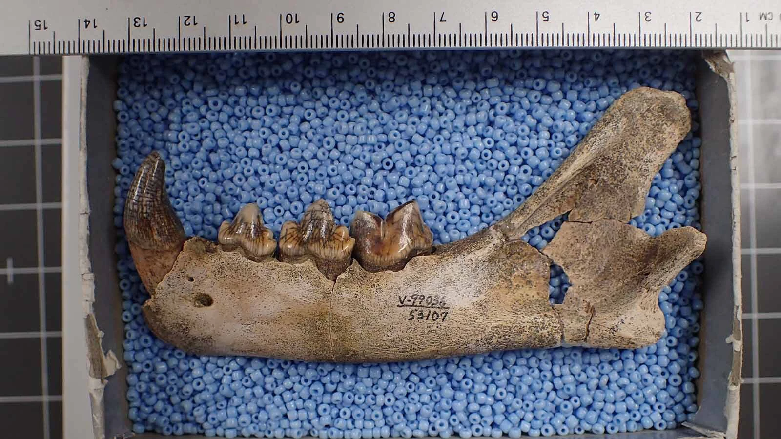 A fossilzed jaw and teeth of an American cheetah found in Wyoming's Natural Trap Cave in 2014 or 2015.