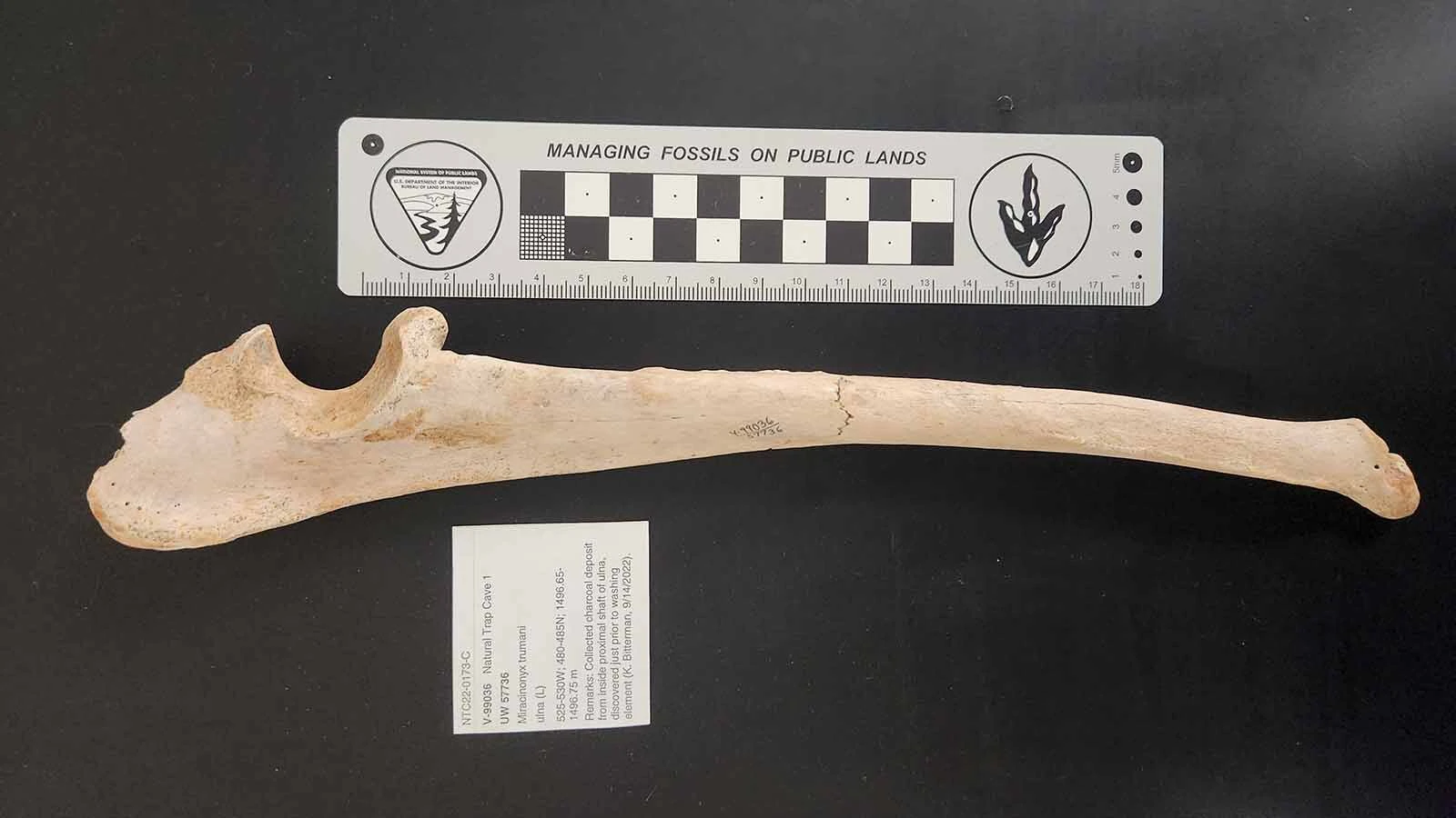 A fossilzed bone of an American cheetah found in Wyoming's Natural Trap Cave in 2014 or 2015.