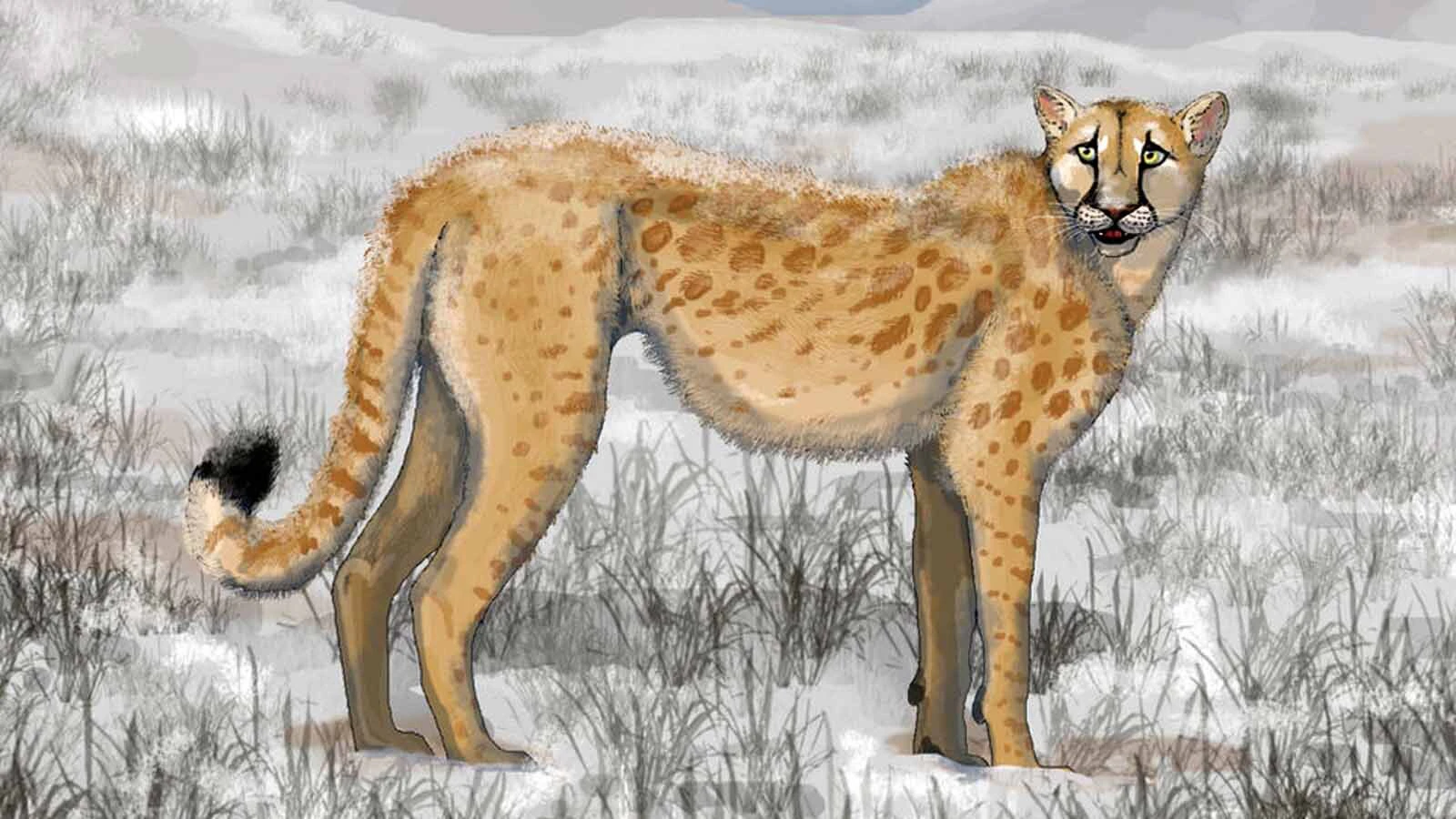 The "American cheetah" chased after pronghorn at the end of the Ice Age in what would become Wyoming, but disappeared thousands of years ago. The best specimens of this big cat have been found 85 feet down in Wyoming’s Natural Trap Cave. Now extinct, above is an artist's conception of what an American cheetah may have looked like.