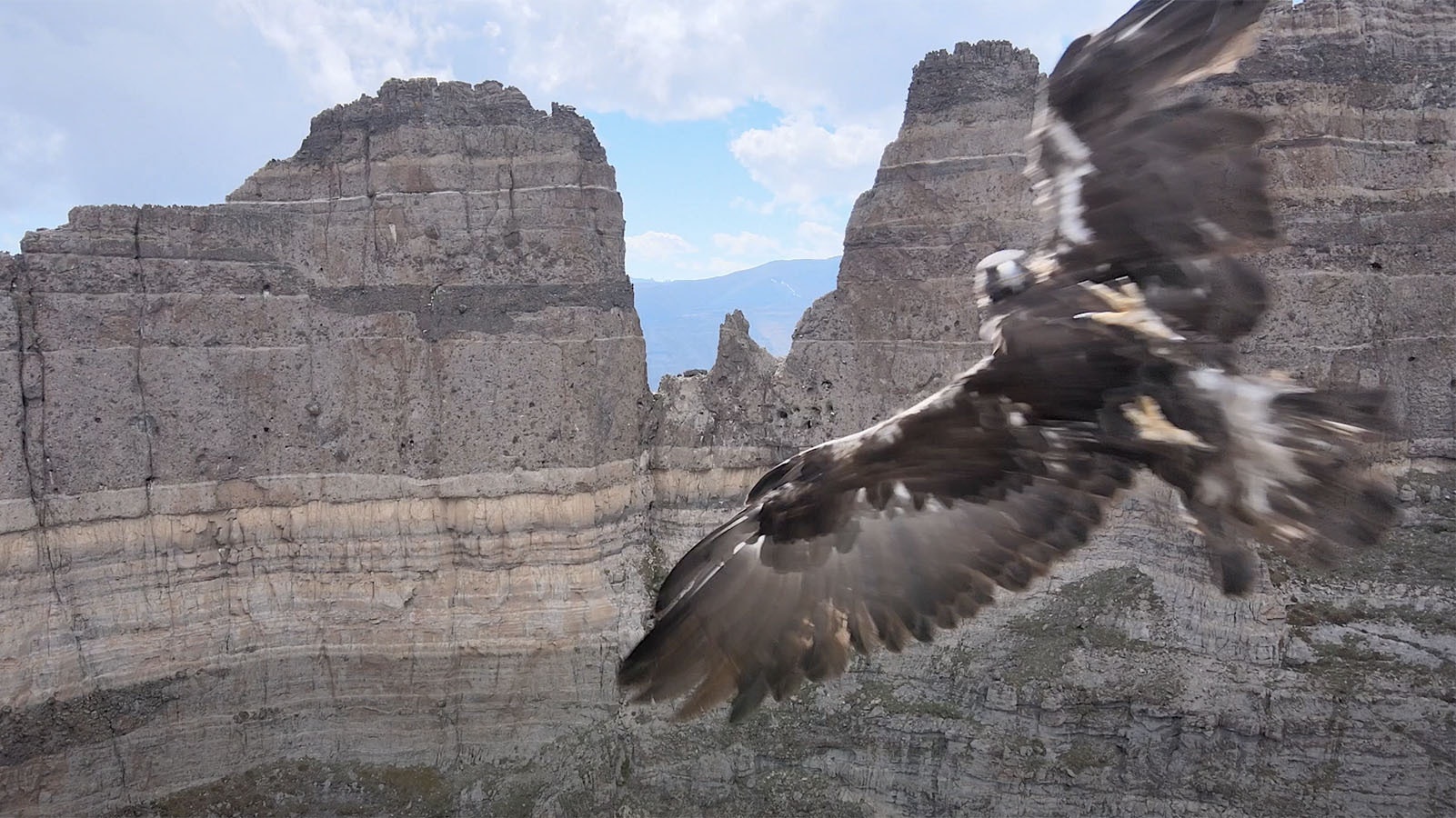 An eagle attacks the Wyoming Jeepers' drone.