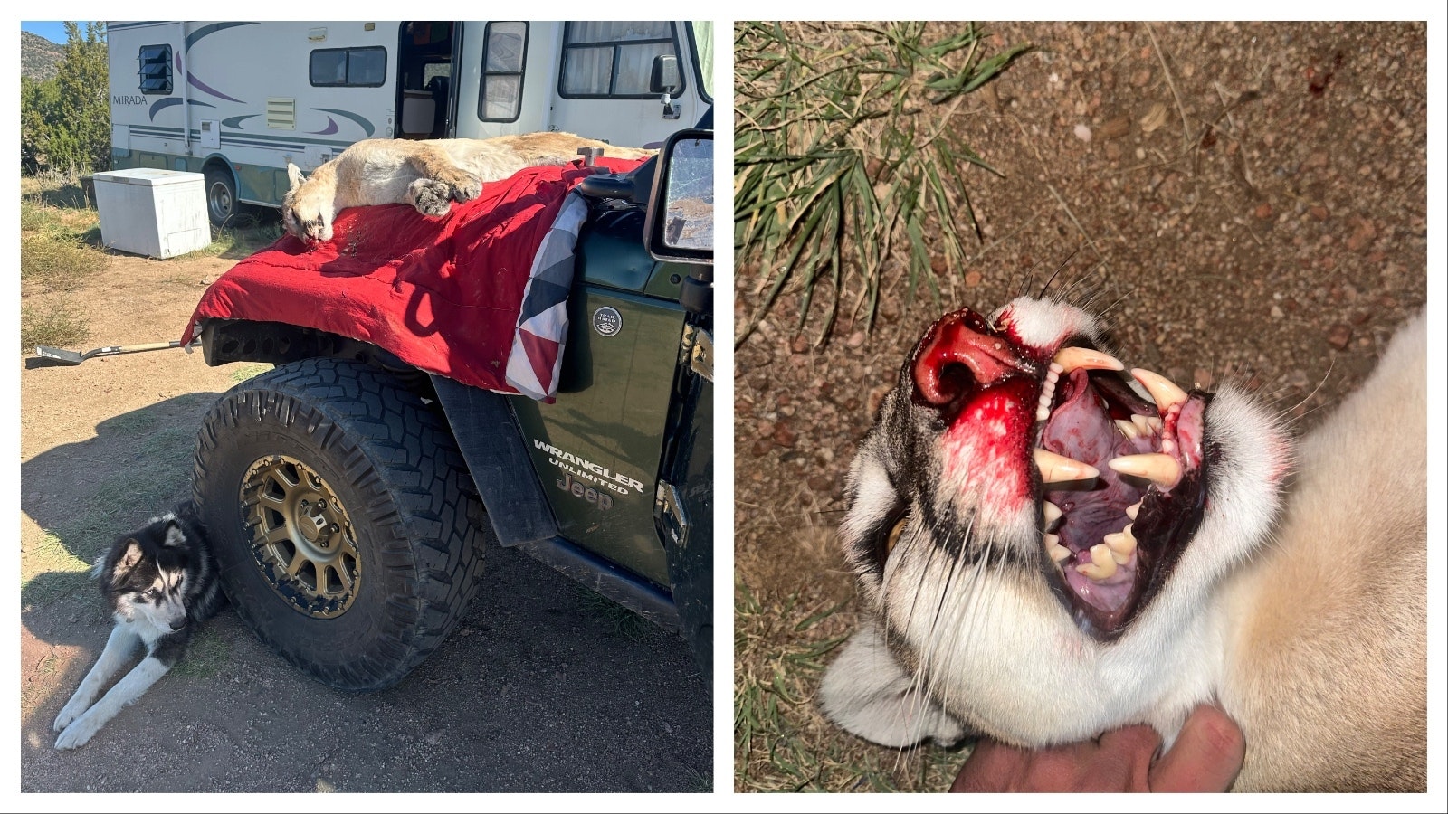 Mr. Miller, a roughly 9-year-old husky, keeps an eye on the carcass of a mountain lion that his owner, Andrew Johnson, killed with a shovel late on Sept. 25.