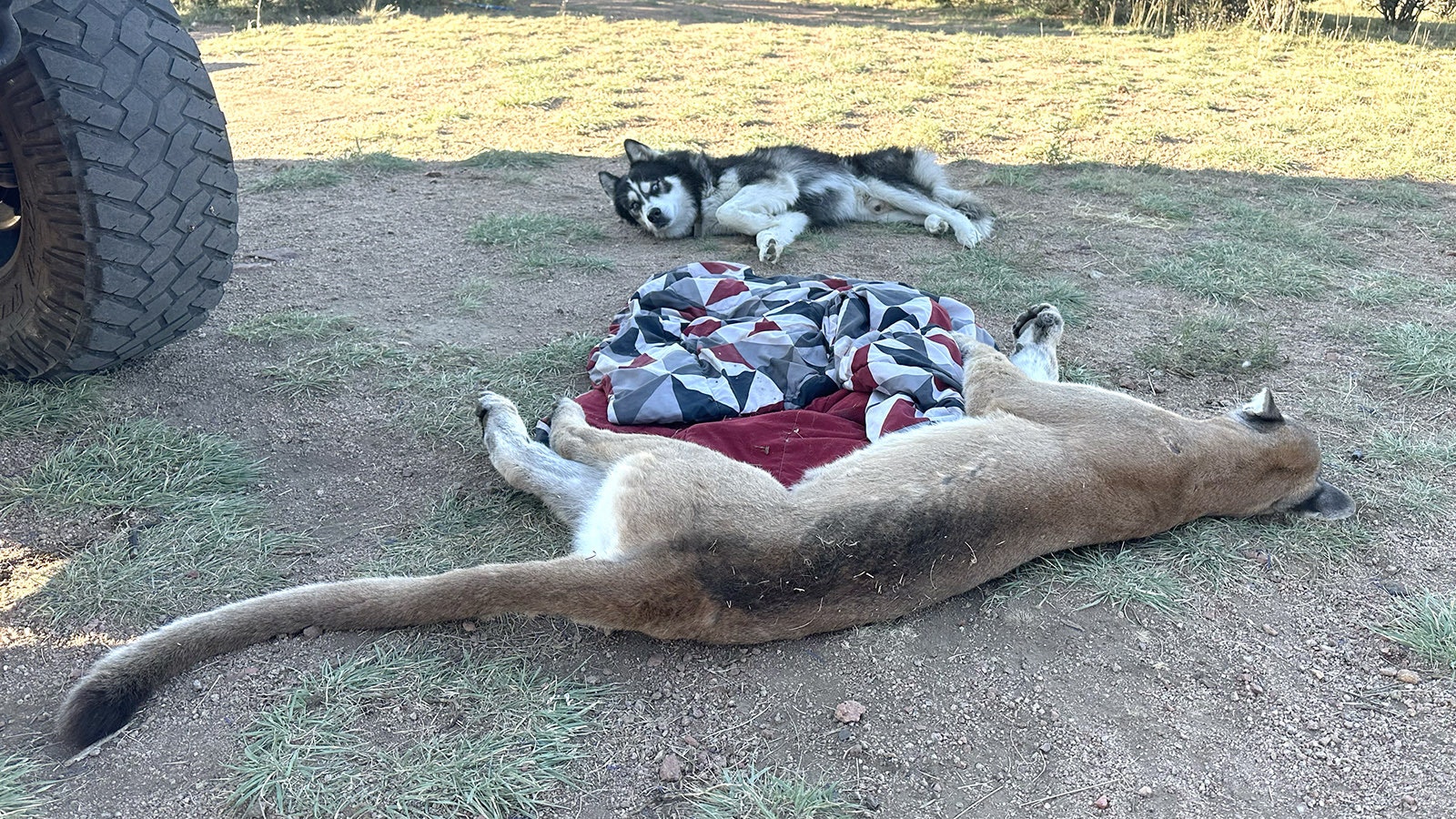 Mr. Miller, a roughly 9-year-old husky, keeps an eye on the carcass of a mountain lion that his owner, Andrew Johnson, killed with a shovel late on Sept. 25.