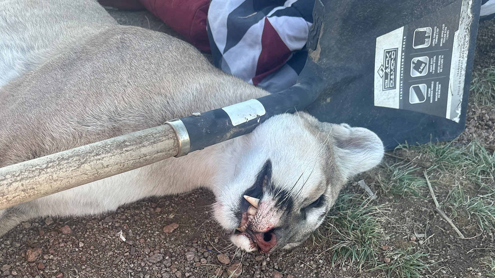 Andrew Johnson said he killed this mountain lion with a shovel late Sept. 25, when the big cat came directly for him and his dog at their campsite in Colorado.