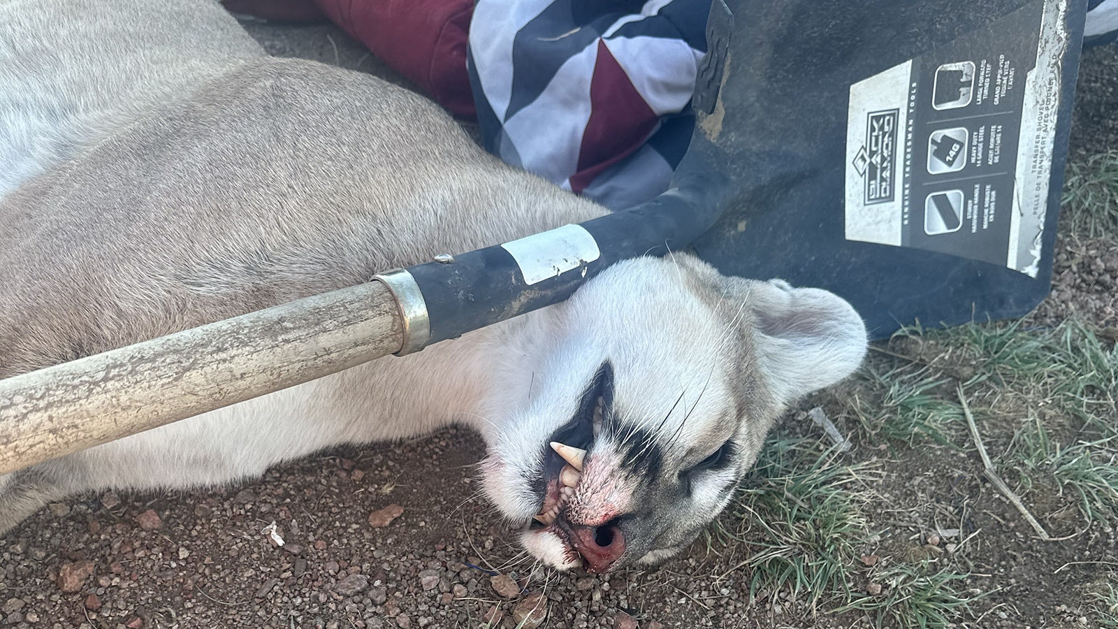 Andrew Johnson said he killed this mountain lion with a shovel late Sept. 25, when the big cat came directly for him and his dog at their campsite in Colorado.