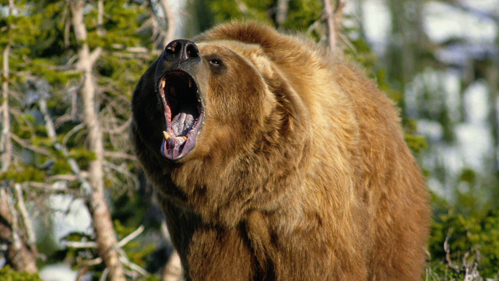 If A Grizzly Is Attacking You In Yellowstone, It Is Illegal For