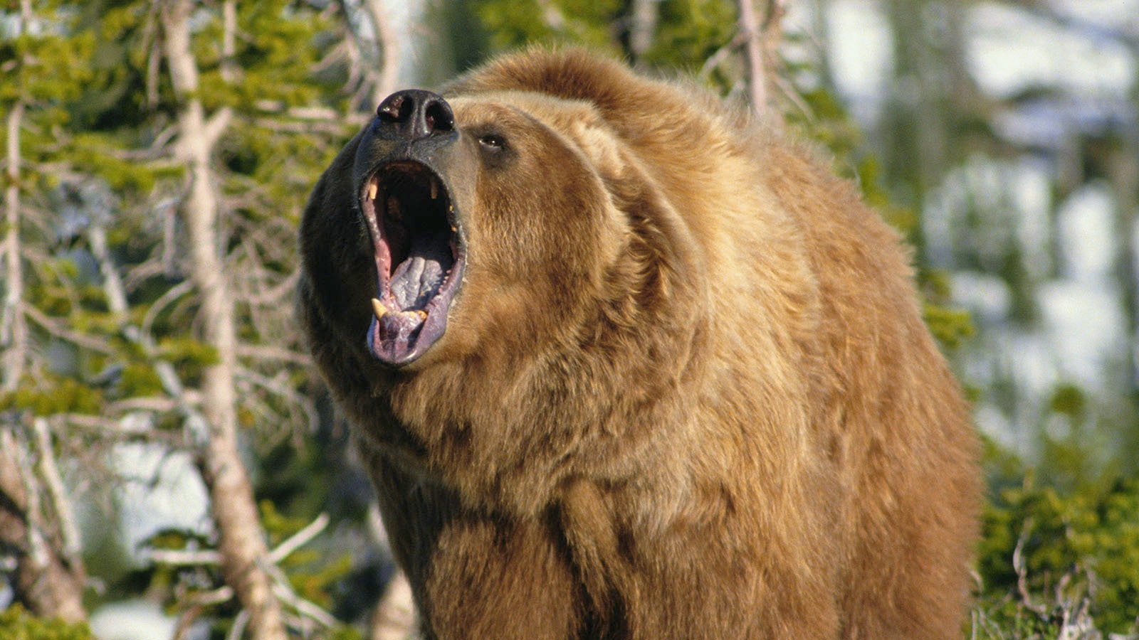 Angry grizzly 7 10 23