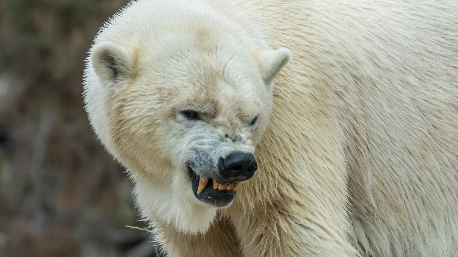 Angry polar bear 12 6 24